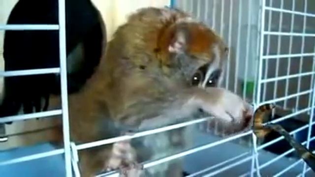 глазастый зверёк смотреть онлайн