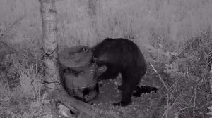 Медведи на приваде #как#прикормить#медведей