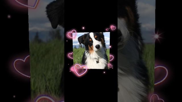 Моё любимое животное это... смотреть онлайн