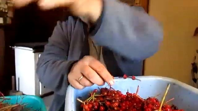 очистка калины вилкой смотреть онлайн