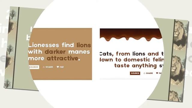 14 Secret And Absolutely Fascinating Lion Facts You Didnt Know Before - Gina Channel смотреть онлайн