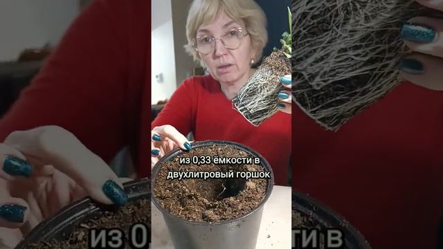 петуния 28 дней от всходов. перевалка #петунияампельная #петуния смотреть онлайн