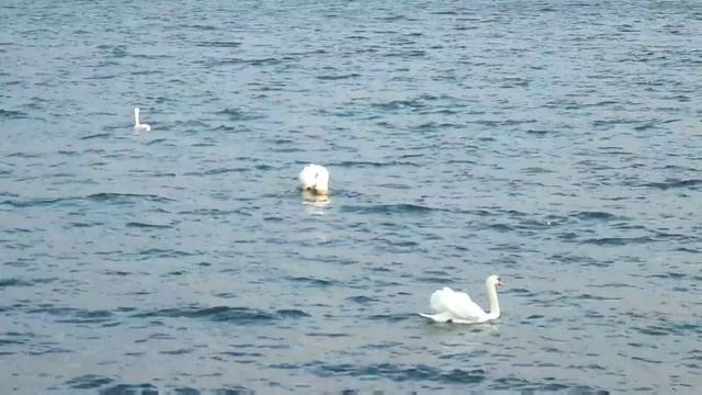 Вечер в Лугано, Швейцария... (часть 1-я) | Lugano, Switzerland (part 1) смотреть онлайн