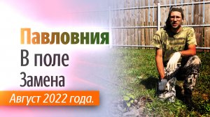 Пересадка Павловнии в поле. Август 2022 года.