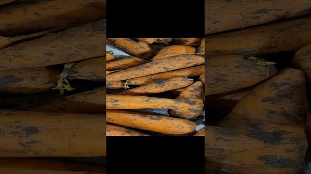 Морковь после переборки