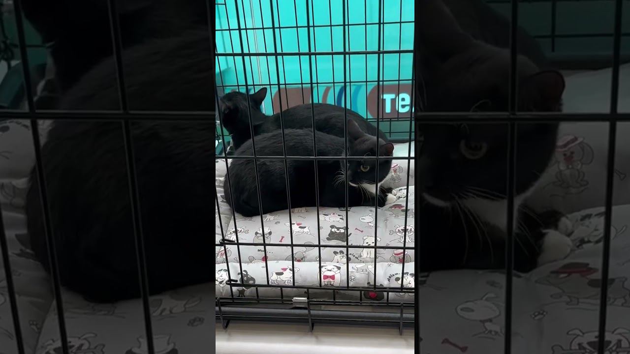 Котики на выставке в ТЦ Косино Парк #четырелапы