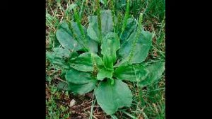 подорожник и его лечебные свойства