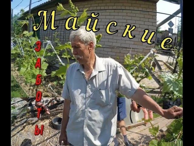 Майские заботы на винограднике. Виноградник Вадима Точилина