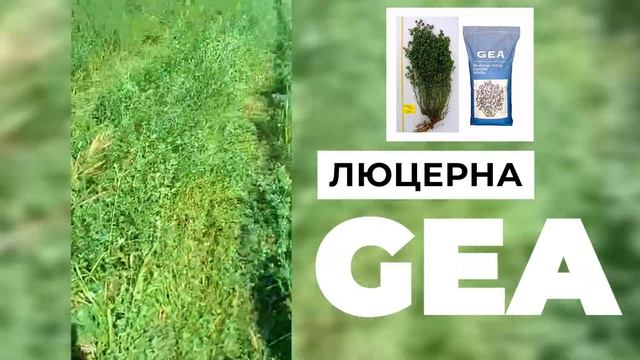 ЖЕМІСТІ ЛЮЦЕРНА! #шөп #жетысай #сено #жоңышқа #gea смотреть онлайн