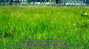 Как сеять газонную траву своими руками