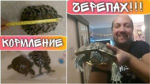 Чем кормить красноухих черепах/домашняя черепаха/как часто едят черепахи/семейный влог/моя семья.