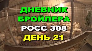Как вырастить Цыплят бройлеров РОСС 308 ( 21 ДЕНЬ ) ПОСТРОИЛ ИНКУБАТОРНУЮ