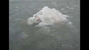 Лохнесское чудовище засняли на камеру!