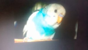 Как определить пол и возраст волнистых попугаев