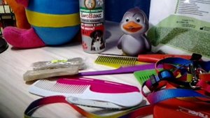 Что нужно для собаки в новом доме? Советы начинающим собачникам.