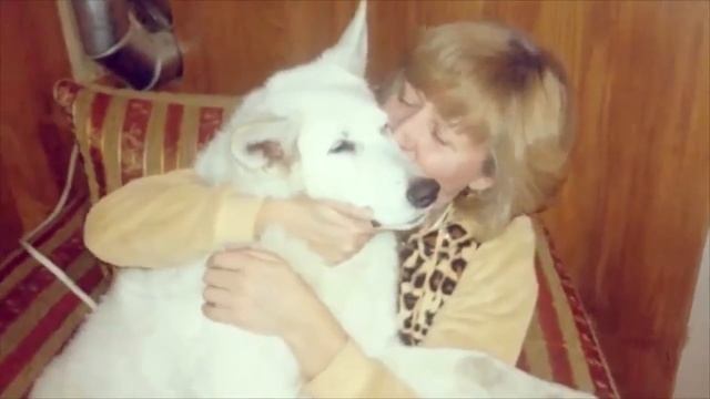 Белая Швейцарская Овчарка (БШО) Мирра и пудель Мэри смотреть онлайн