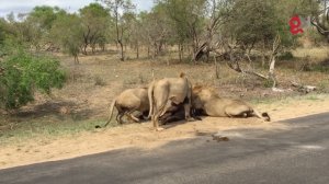 ЮАР. Львы атаковали буйвола на глазах у туристов (25.02.2016 г.)