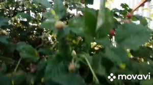 Геотекстиль между грядок, подводим итог месяца эксплуатации. Лук семейка.
