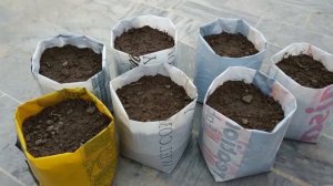 How to Grow and Care Petunia (5 Updates) | How to Transplant Seedling in Grow Bags | Gaga's Garden