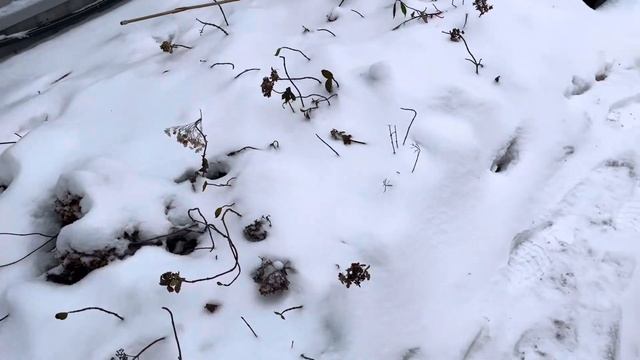 Зимовка метельчатых гортензией в горшках, как же я сохраняю гортензии