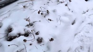 Зимовка метельчатых гортензией в горшках, как же я сохраняю гортензии