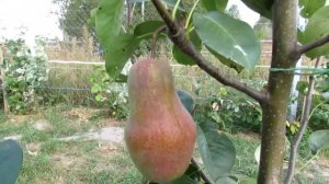 Груша Талгарская Красавица Сравнение домашней и купленной