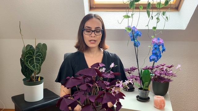 Συμβουλές Φροντίδας: Μώβ Οξαλίδα | Oxalis Triangularis Plant Care смотреть онлайн