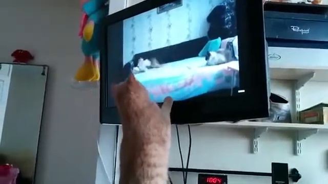 Кот смотрит ролик 'Пока хозяйка не видит' смотреть онлайн