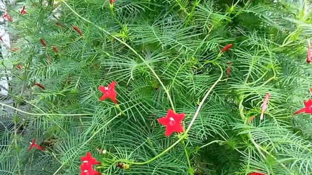 Cypress Vine (Ipomoea quamoclit), Lisa's Landscape & Design "Plant Pick of the Day" смотреть онлайн