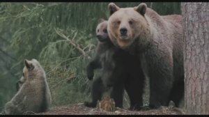 Моя Родина - Россия