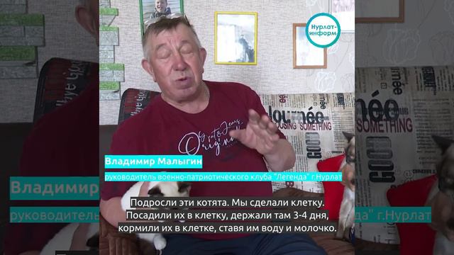 Владимир Малыгин по просьбе бойцов СВО отправляет им котят-мышеловок.