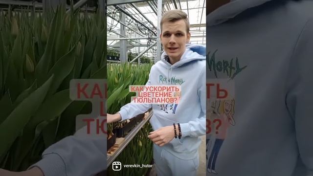 Как ускорить цветение тюльпанов? #выгонкатюльпанов #веревкинхутор #тюльпаны