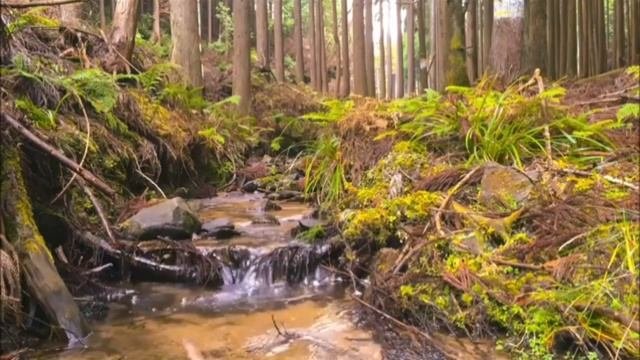 Meditation for health, music for meditation/ Медитация для здоровья, музыка для медитации