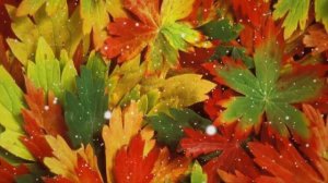 Осенний ВАЛЬС Фредерик Шопен