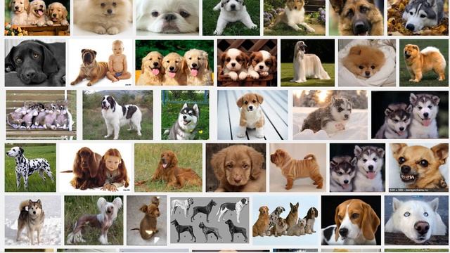 Разновидности собак смотреть онлайн