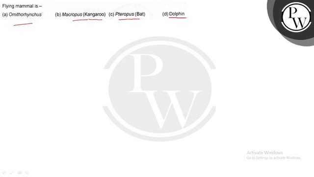 Flying mammal is - (a) Ornithorhynchus (b) Macropus (Kangaroo) (c) Pteropus (Bat) (d) Dolphin.. смотреть онлайн