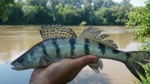 БЕРШ на ДОНКИ (Тюлька)