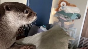 悩んでる時に見せる仕草がかわいすぎるカワウソ Otter Has a Unique Gesture When He's Thinking.mp4