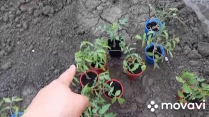 ТОМАТ МОНГОЛЬСКИЙ КАРЛИК. МОНГОЛЬСКИЙ КАРЛИК ПОМИДОРЫ. ПРСАДКА В ОТКРЫТЫЙ ГРУНТ. ОГОРОД НА КУБАНИ