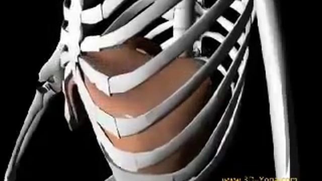 Механизм дыхания смотреть онлайн