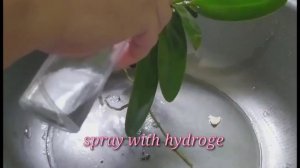 Repotting Cattleya with Vit B1: After a week update - with 2 keikis || Jen's Mini Garden