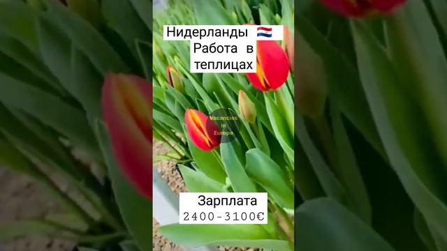 #нидерланды #вакансии #дания #трудоустройство #тюльпаны #теплицы