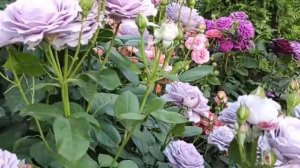 Монопосадки из роз в моем саду.? Новалис и Шакенборг.