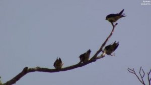 Ласточки кормят птенцов || swallows feed chicks