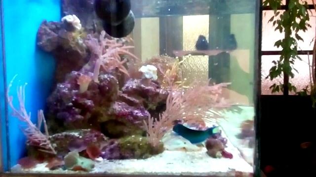 DPrime - МОРСКОЙ АКВАРИУМ 250л смотреть онлайн