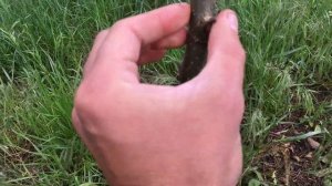 Формирующая обрезка ореха грецкого. Как обрезать орех? Обрізка горіха грецького