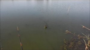 Ловля карасей в заросшем водоеме.Ловим карасиков для кота.MY FISHING