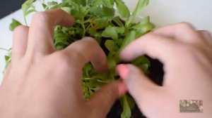 БУКАШНИК.ФУОПСИС.ОБРИЕТА, Посев многолетников 2019