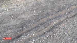 Посадка Гороха в Марте в открытый грунт. Эксперимент. Садим на огороде горох ранней весной