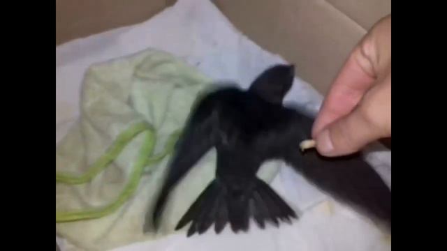 Чёрный стриж. 34 дня счастья!